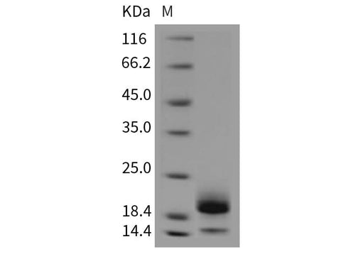 > 90 % as determined by reducing SDS-PAGE.