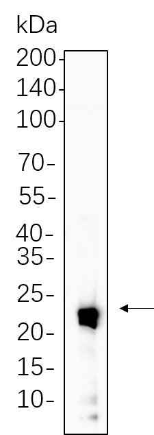 Anti-Human/Mouse/Rat IL-10 Antibody [B742] - ABMIUM