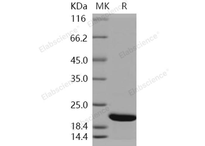 > 98 % as determined by reducing SDS-PAGE.