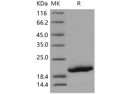 > 97 % as determined by reducing SDS-PAGE.