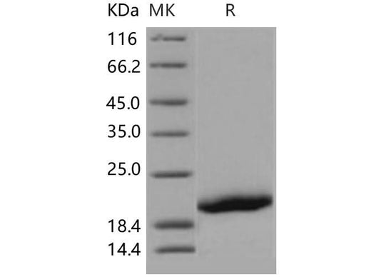> 97 % as determined by reducing SDS-PAGE.