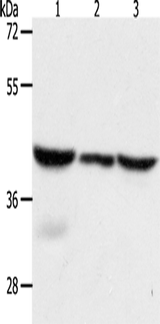 Anti-Human/Mouse/Rat CAPG Antibody - ABMIUM
