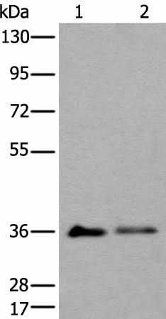 Western blot analysis of 293T cell lysates using METAP1D Polyclonal Antibody at dilution of 1:600