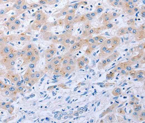 Anti-Human/Mouse FGF4 Antibody