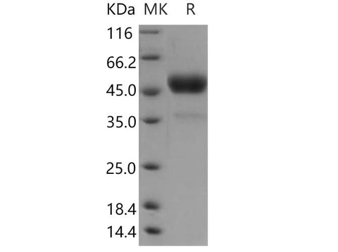 > 90 % as determined by reducing SDS-PAGE.