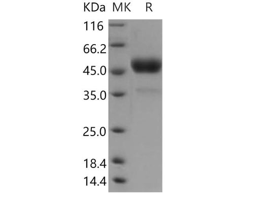 > 90 % as determined by reducing SDS-PAGE.