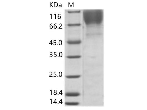 > 95 % as determined by reducing SDS-PAGE.