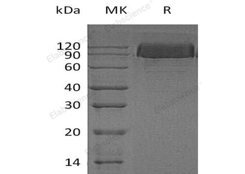 > 95 % as determined by reducing SDS-PAGE.