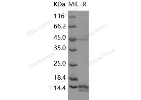 > 89 % as determined by reducing SDS-PAGE.