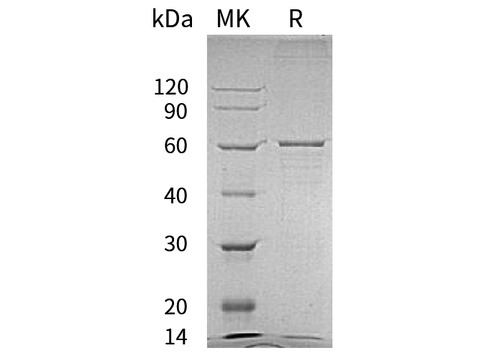 > 85 % as determined by reducing SDS-PAGE.