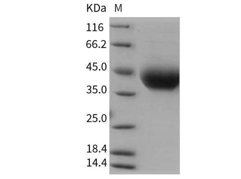 > 95 % as determined by reducing SDS-PAGE.