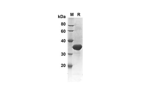 SDS-PAGE analysis of Human CASP7 proteins, 2 μg/lane of Recombinant Human CASP7 proteins was resolved with SDS-PAGE under reducing conditions, showing bands at 23.8 kDa.