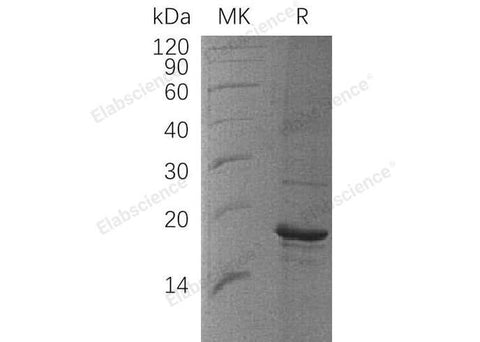 > 90 % as determined by reducing SDS-PAGE.