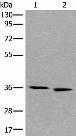 Anti-Human/Mouse/Rat CDC123 Antibody