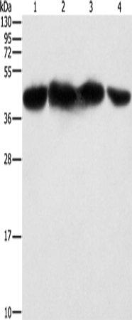 Anti-Human/Mouse/Rat PGK2 Antibody - ABMIUM