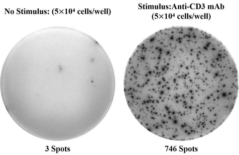 Human IL-2 (Interleukin 2) ELISPOT Kit - ABMIUM