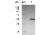 > 95 % as determined by reducing SDS-PAGE.