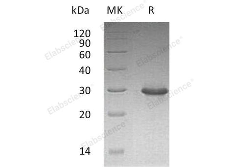 > 95 % as determined by reducing SDS-PAGE.