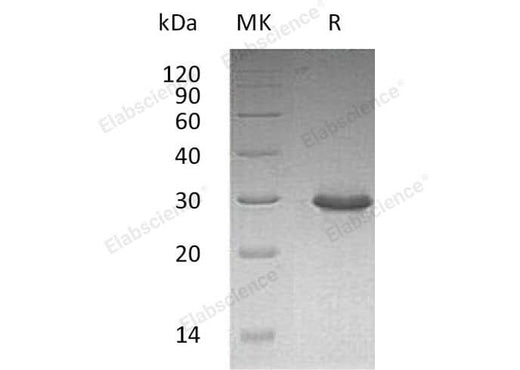 > 95 % as determined by reducing SDS-PAGE.