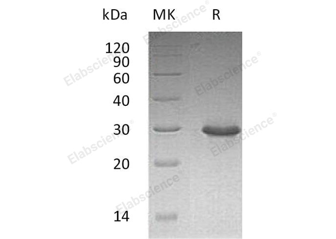 > 95 % as determined by reducing SDS-PAGE.