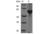 SDS-PAGE analysis of Human LPL proteins, 2 μg/lane of Recombinant Human LPL proteins was resolved with SDS-PAGE under reducing conditions, showing bands at 55 kDa.