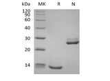 Recombinant Human Transforming Growth Factor Beta-1/TGFB1 Biotinylated - ABMIUM