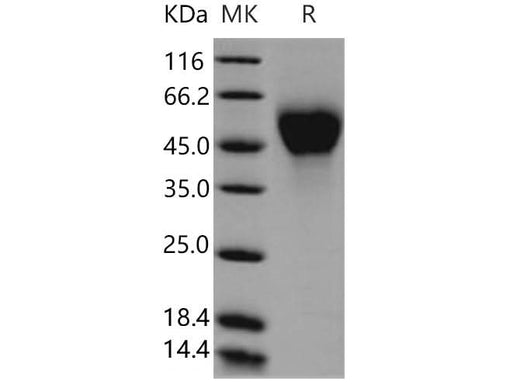 > 98 % as determined by reducing SDS-PAGE.