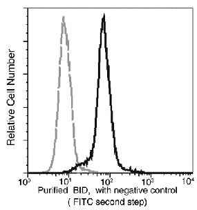 Anti-Human BID Antibody [A952] - ABMIUM