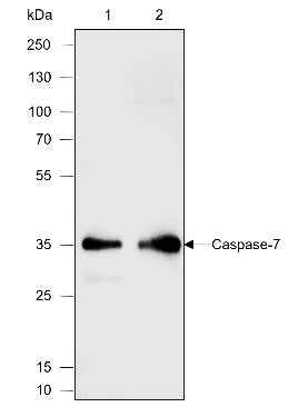 Anti-Rat/Mouse Caspase-7 Antibody [A586]