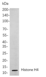 Anti-Human/Mouse/Rat Histone H4 Antibody [B864]