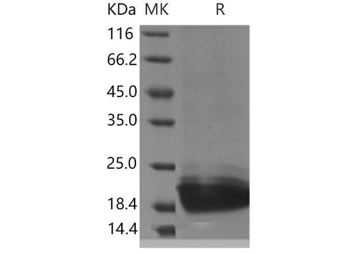 > 95 % as determined by reducing SDS-PAGE.