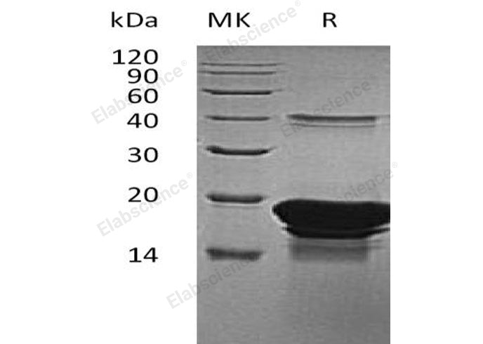 Recombinant Human EDF1/MBF1 Protein (His Tag) - ABMIUM