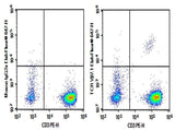 Anti-Human TCRVβ7.1 Antibody [ZOE5.1] - ABMIUM