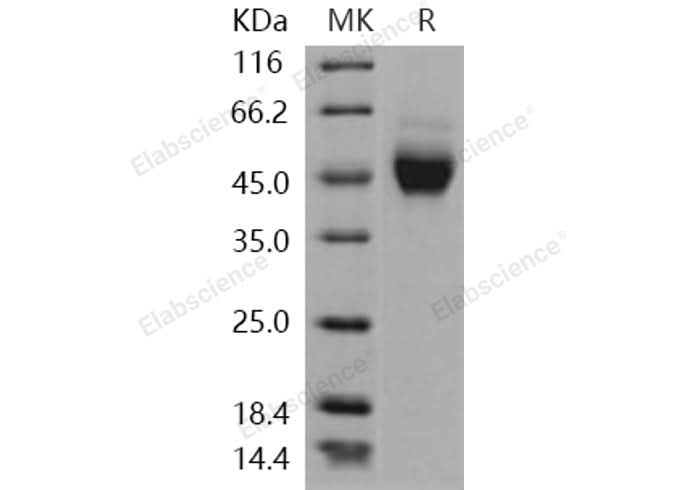 > 95 % as determined by reducing SDS-PAGE.
