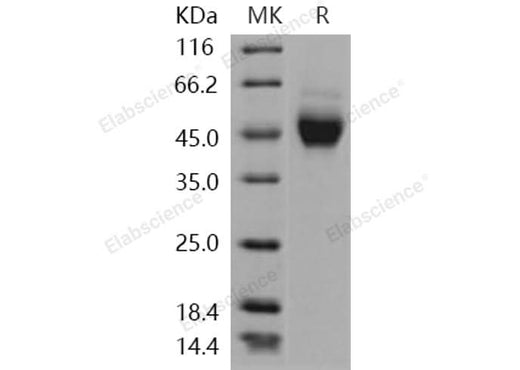 > 95 % as determined by reducing SDS-PAGE.