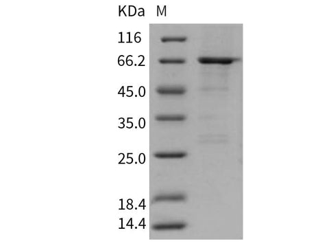 > 80 % as determined by reducing SDS-PAGE.