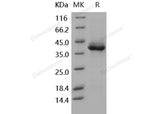 > 95 % as determined by reducing SDS-PAGE.