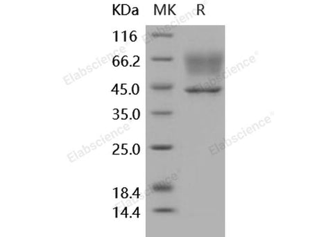 > 97 % as determined by reducing SDS-PAGE.