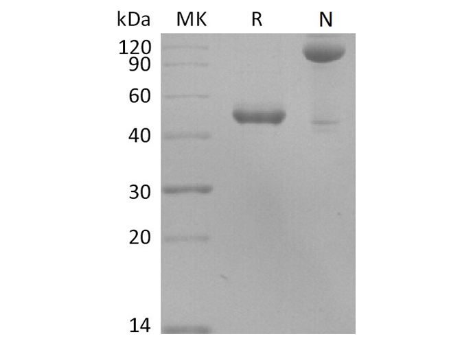 Recombinant Human BLyS/TNFSF13B/BAFF Protein (Fc Tag) - ABMIUM
