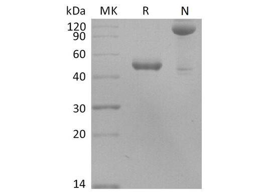 Recombinant Human BLyS/TNFSF13B/BAFF Protein (Fc Tag) - ABMIUM