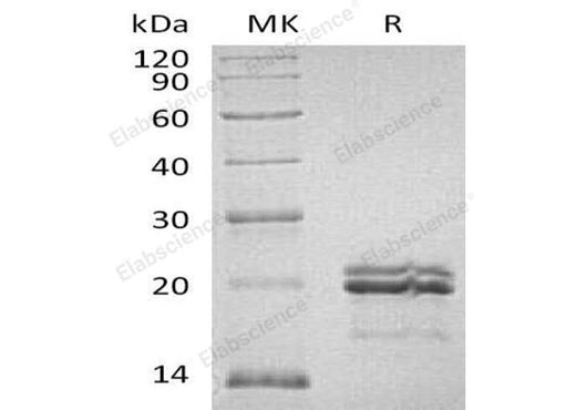 > 85 % as determined by reducing SDS-PAGE.