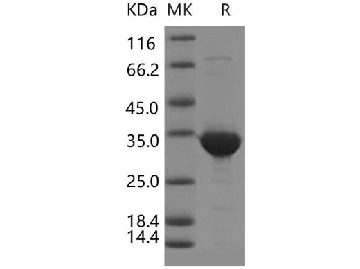 > 90 % as determined by reducing SDS-PAGE.