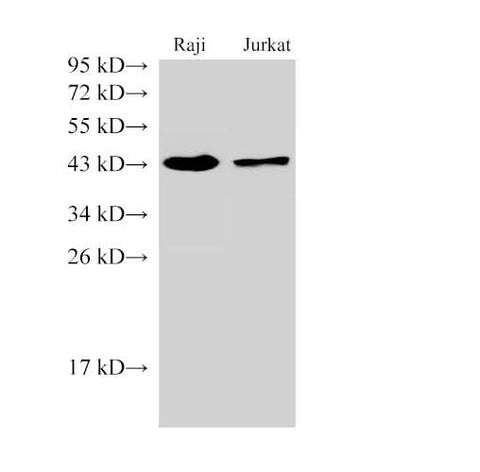 Anti-Human CD38 Antibody - ABMIUM