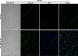 Control: Normal Hela cells were not treated with DMSO. 10% DMSO-4h: Hela cells were treated with 10% DMSO for 4h. HeLa cells stained with Caspase 3/7 Substrates (green) and DAPI Reagent (25 μg/mL) (blue).