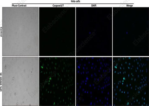 Control: Normal Hela cells were not treated with DMSO. 10% DMSO-4h: Hela cells were treated with 10% DMSO for 4h. HeLa cells stained with Caspase 3/7 Substrates (green) and DAPI Reagent (25 μg/mL) (blue).