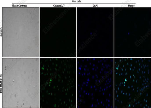 Control: Normal Hela cells were not treated with DMSO. 10% DMSO-4h: Hela cells were treated with 10% DMSO for 4h. HeLa cells stained with Caspase 3/7 Substrates (green) and DAPI Reagent (25 μg/mL) (blue).
