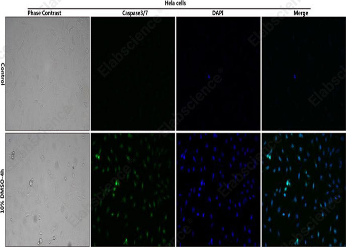 Control: Normal Hela cells were not treated with DMSO. 10% DMSO-4h: Hela cells were treated with 10% DMSO for 4h. HeLa cells stained with Caspase 3/7 Substrates (green) and DAPI Reagent (25 μg/mL) (blue).