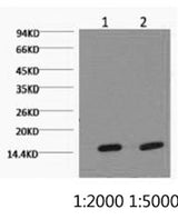 Western Blot analysis of Hela cells using COX4I1 Monoclonal Antibody at dilution of 1) 1:2000 2) 1:5000.