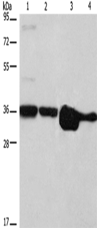 Anti-Human/Mouse ELAVL1 Antibody - ABMIUM