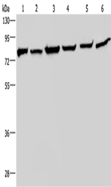 Anti-Human/Mouse/Rat HSPA9 Antibody - ABMIUM